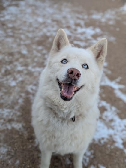 Mishka, Adoptable, Adult Female Siberian Husky & Mixed Breed.
