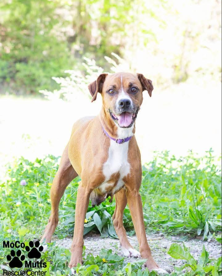 Enlarge Journey, a ADOPTABLE mixed breed in Sunbright, TN image 2/2