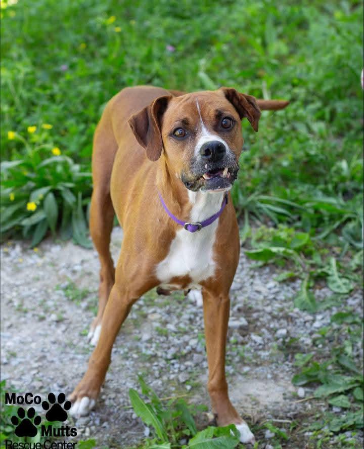 Journey, ADOPTABLE, Adult Female Boxer.
