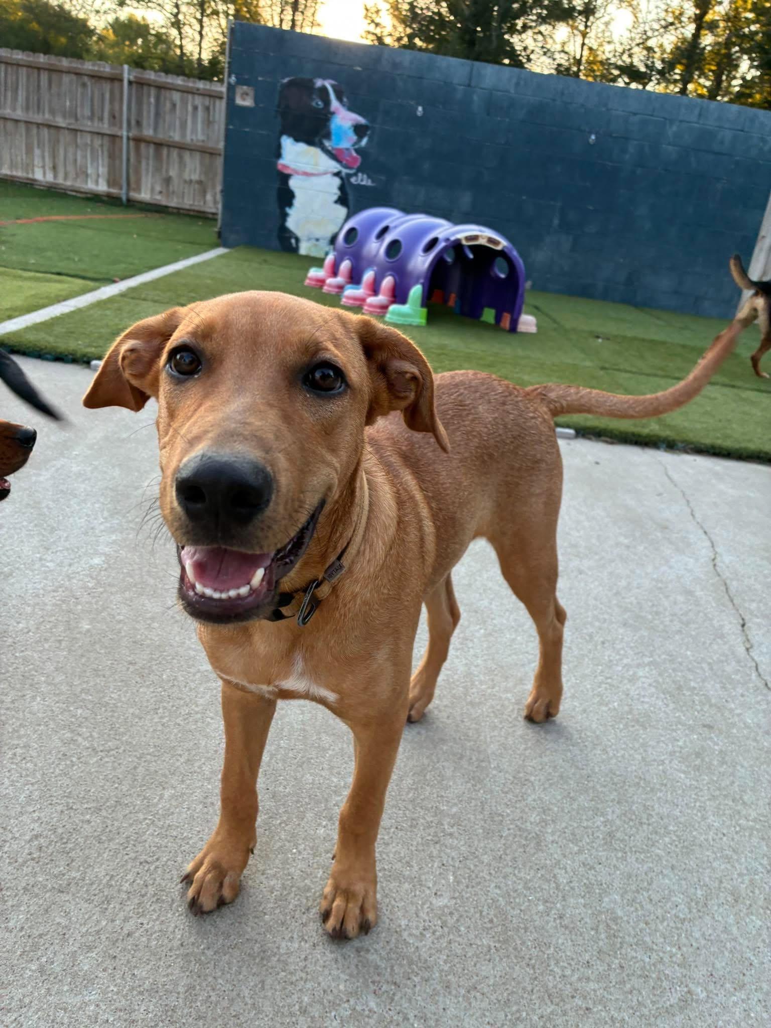 Enlarge Bronny, a Adoptable Mixed Breed in Northwood, NH image 2/6