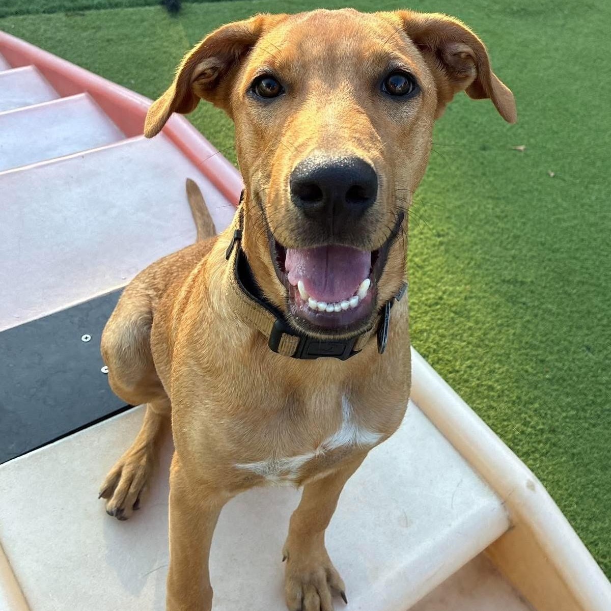Bronny, Adoptable, Puppy Male Mixed Breed.