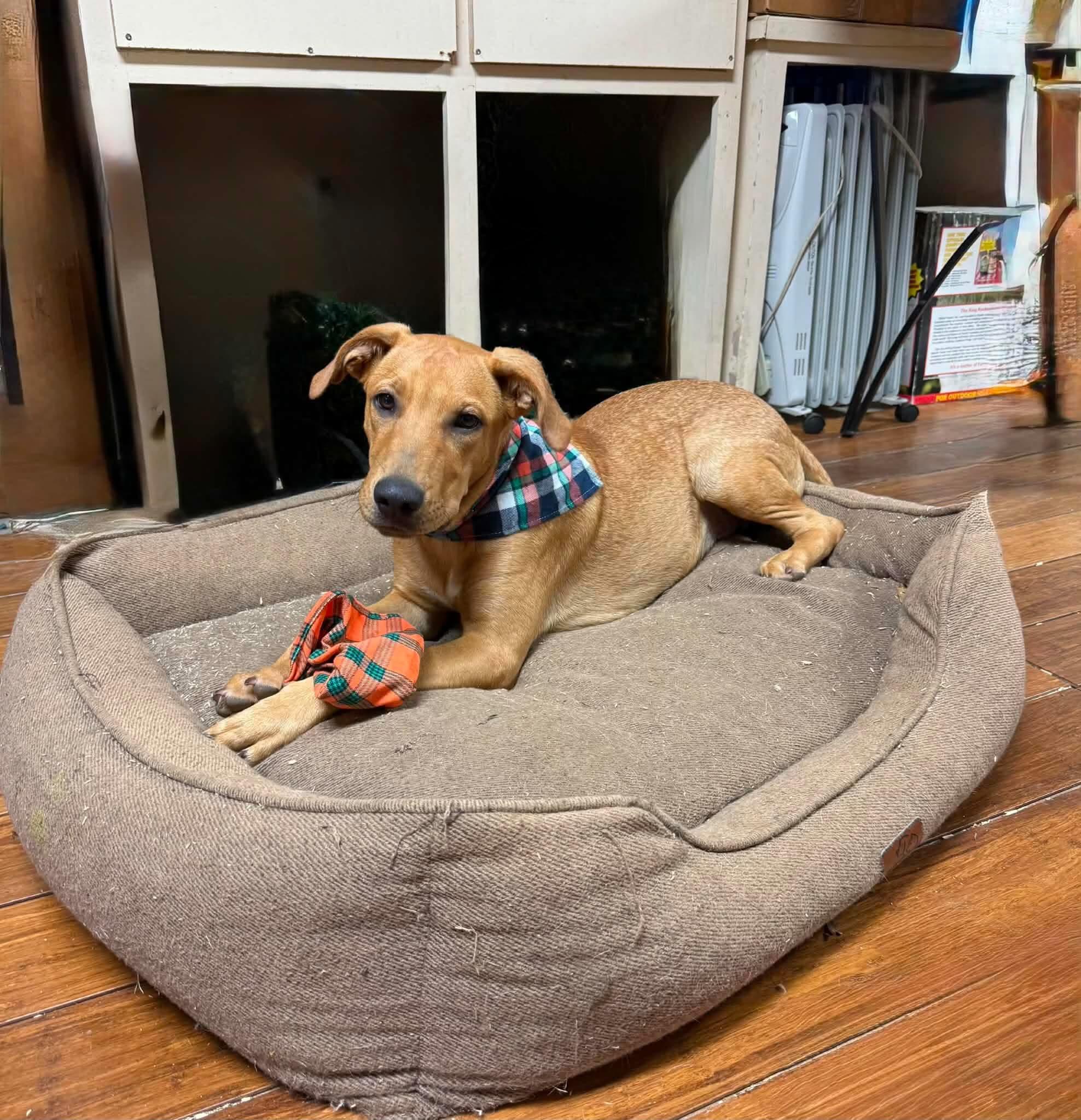Enlarge Bronny, a Adoptable Mixed Breed in Northwood, NH image 3/6