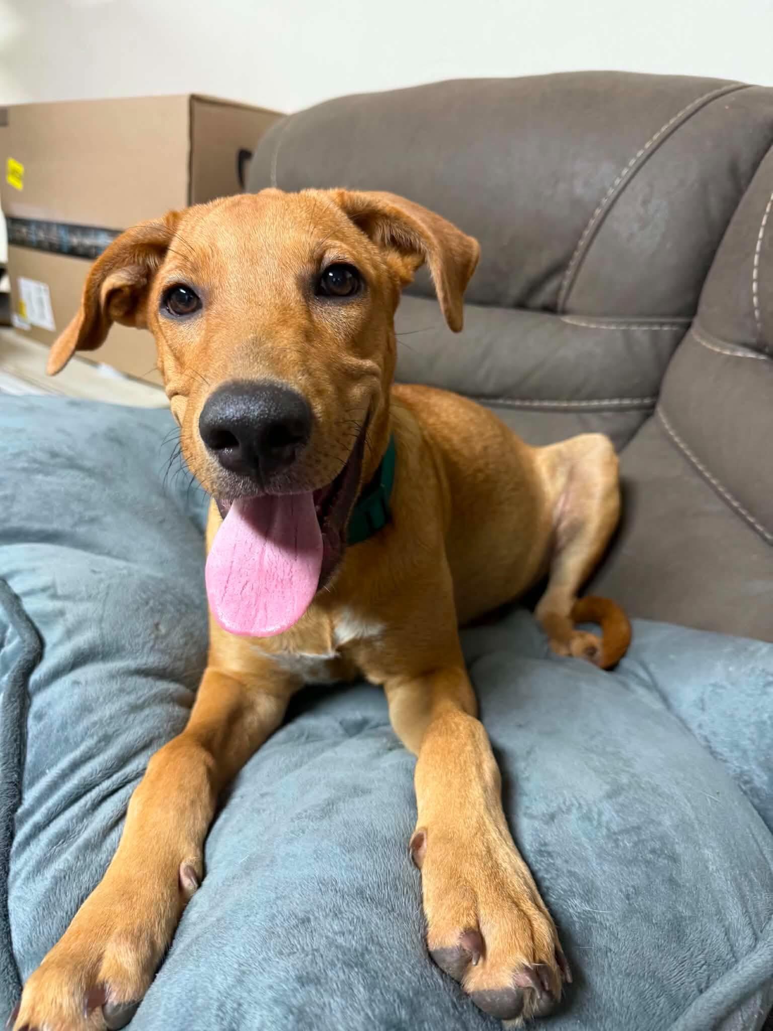 Enlarge Bronny, a Adoptable Mixed Breed in Northwood, NH image 6/6