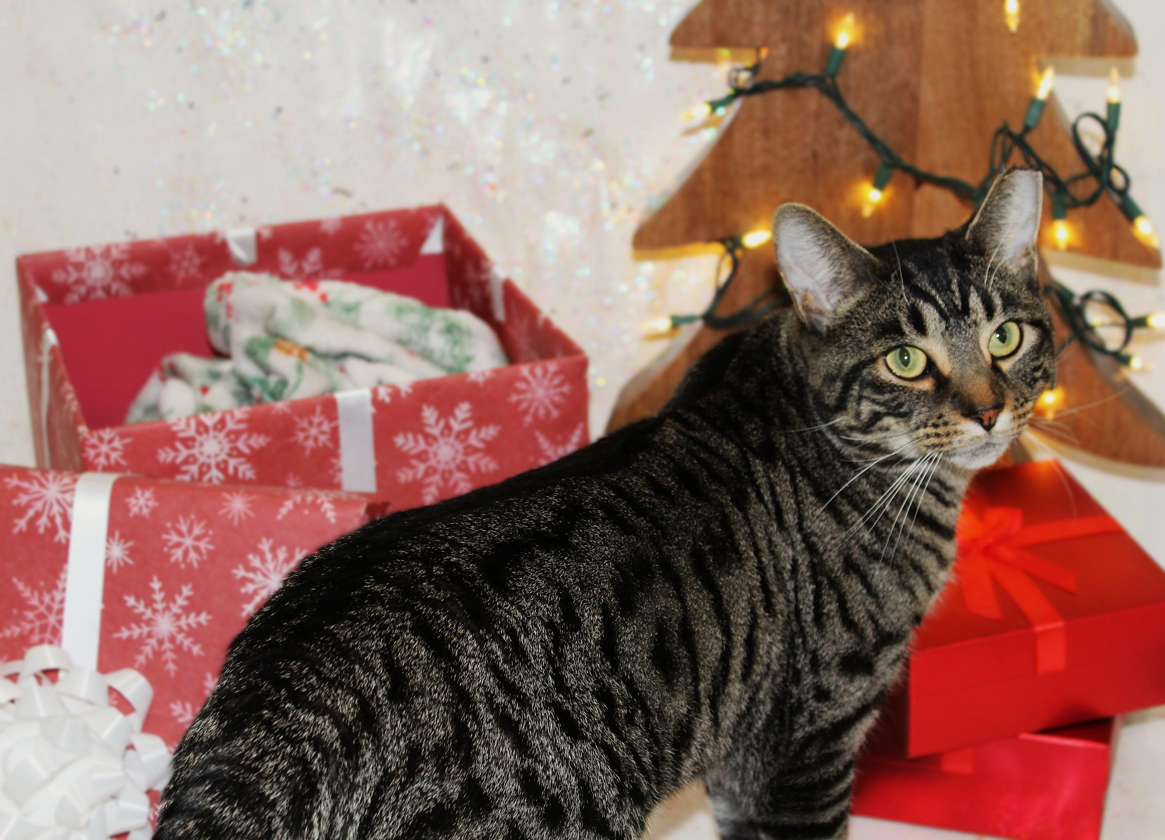 Enlarge Nigel, an adopted mixed breed in Big Lake, MN image 1/6