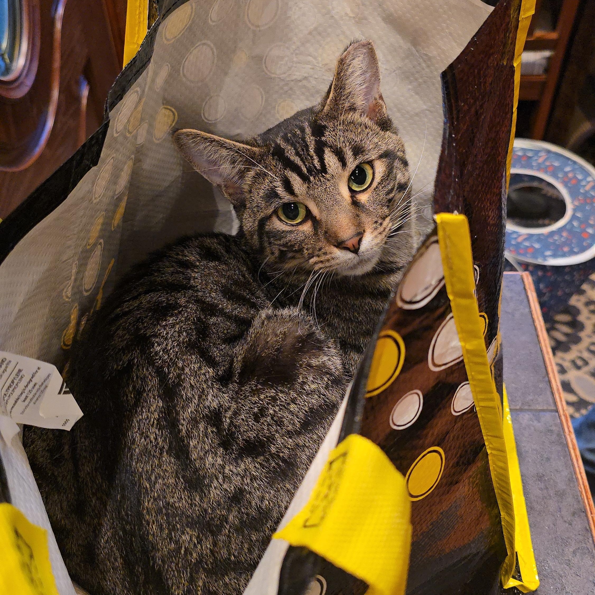 Enlarge Nigel, an adopted mixed breed in Big Lake, MN image 6/6