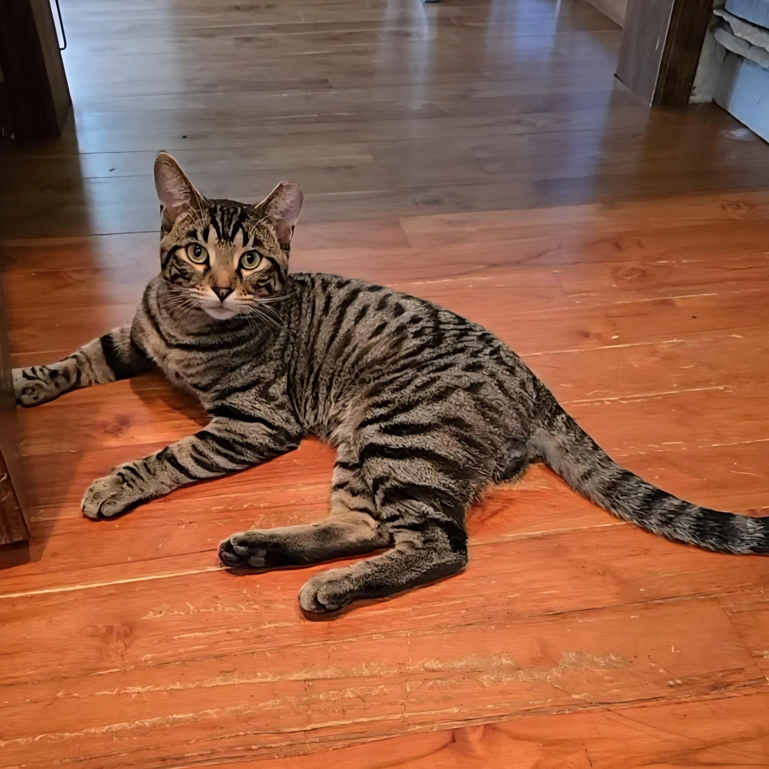 Enlarge Nigel, an adopted mixed breed in Big Lake, MN image 3/6