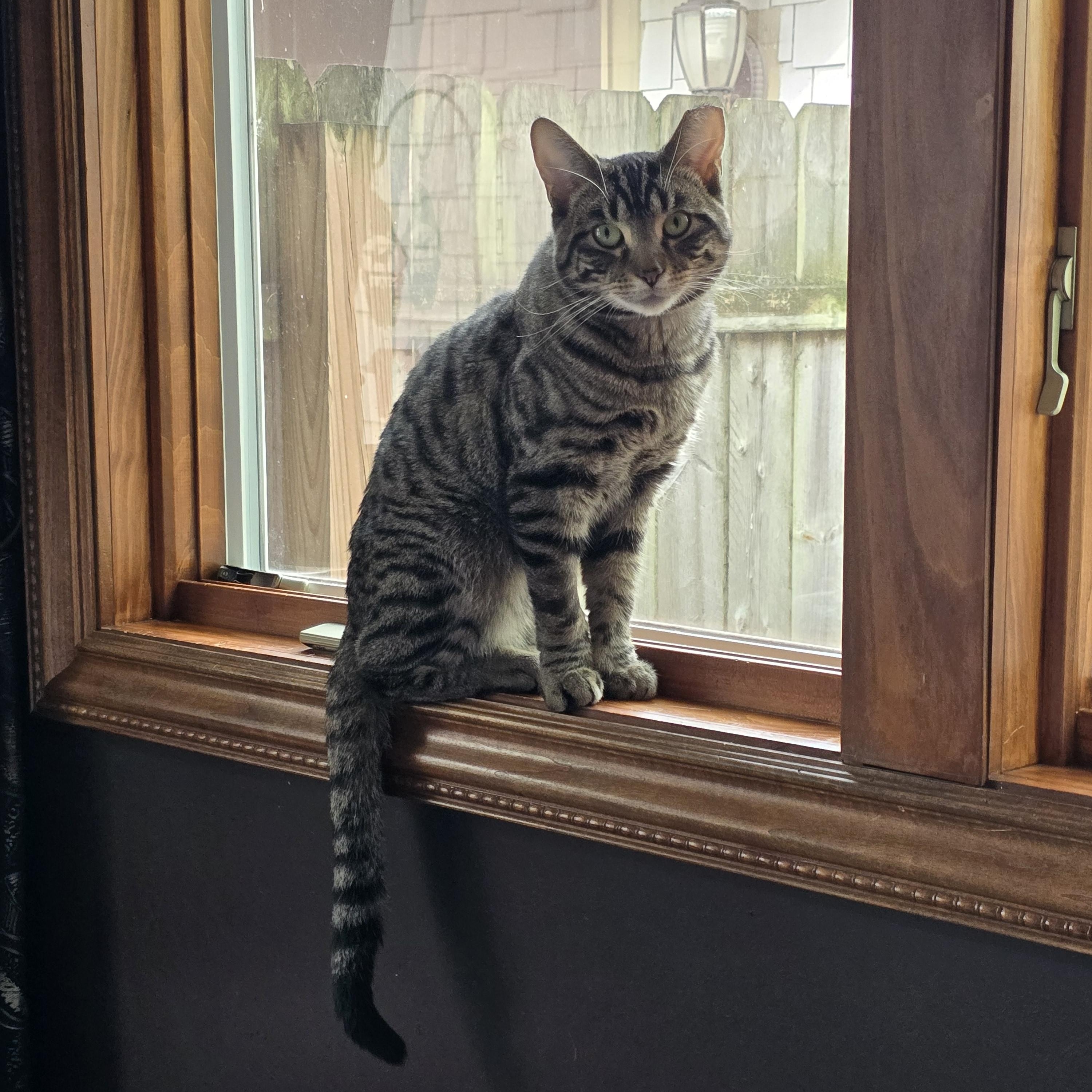 Enlarge Nigel, an adopted mixed breed in Big Lake, MN image 5/6