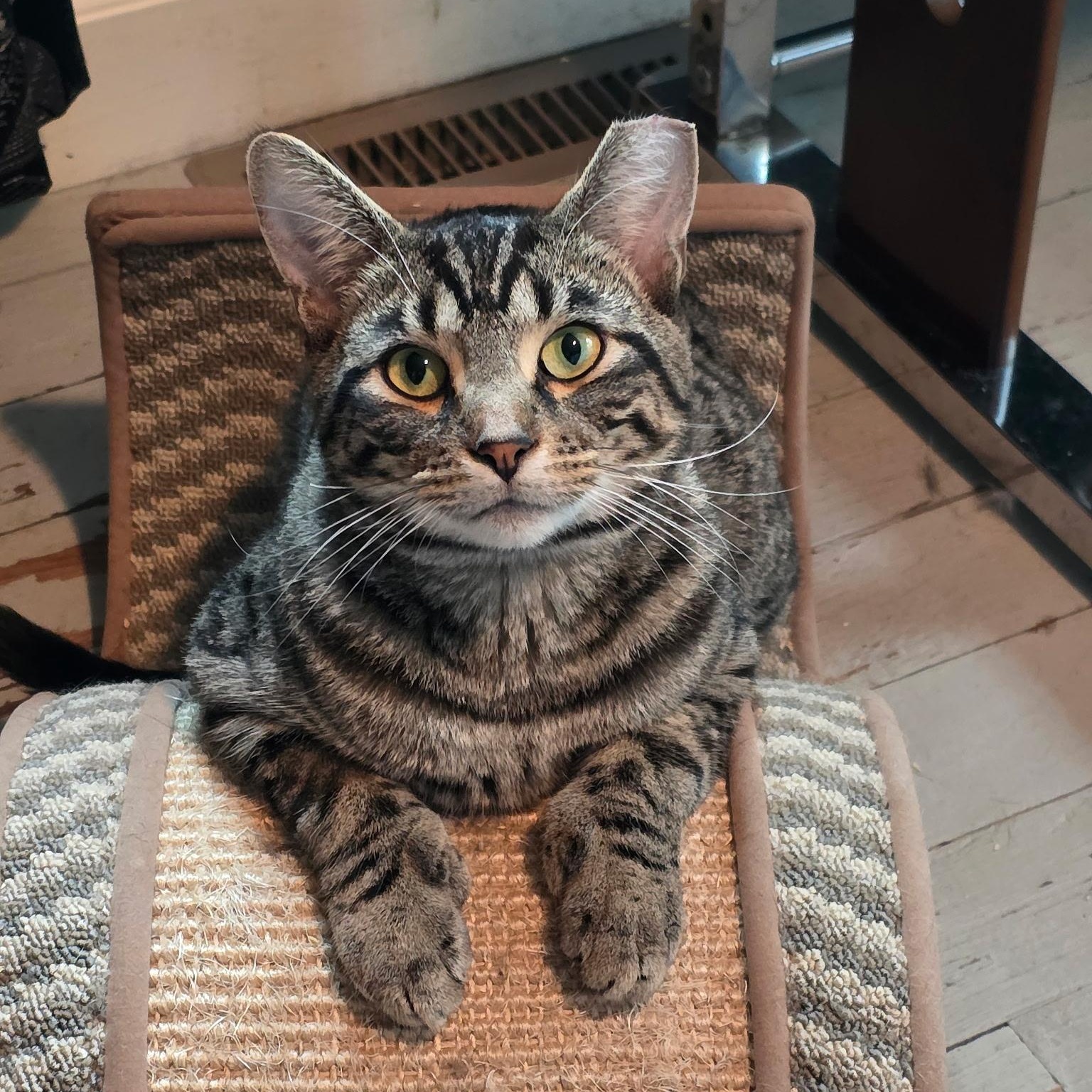 Nigel, adopted, Young Male Extra-Toes Cat / Hemingway Polydactyl & Tabby.
