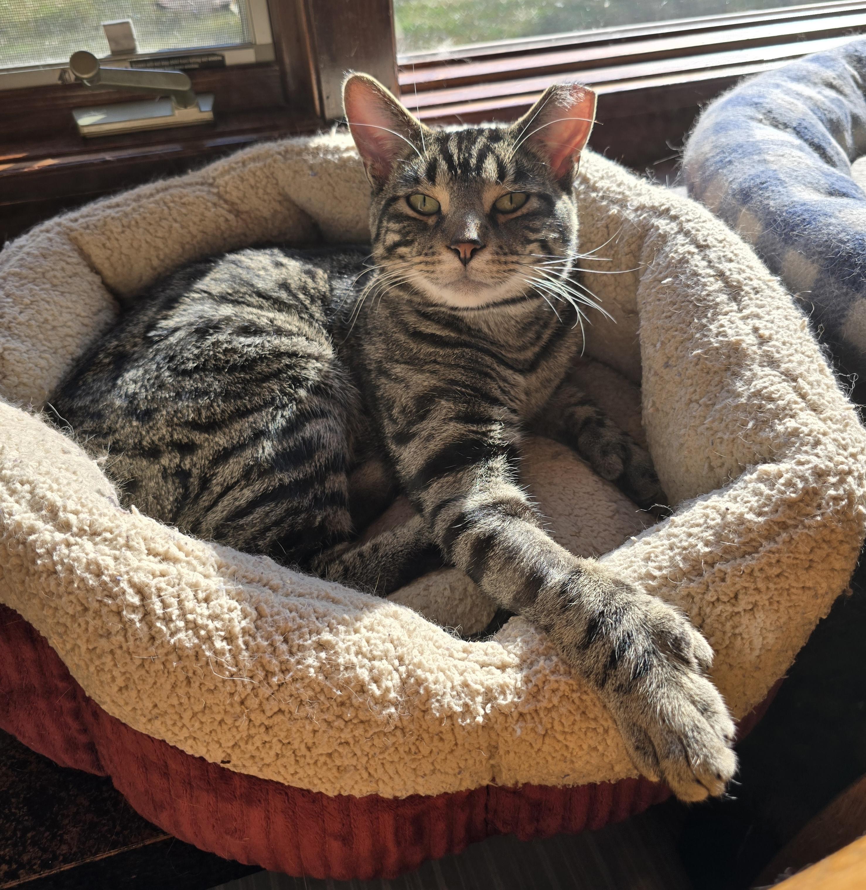 Enlarge Nigel, an adopted mixed breed in Big Lake, MN image 4/6