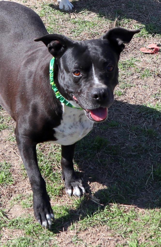 Enlarge Emily, a Adoptable Mixed Breed in Jonesboro, AR image 1/4