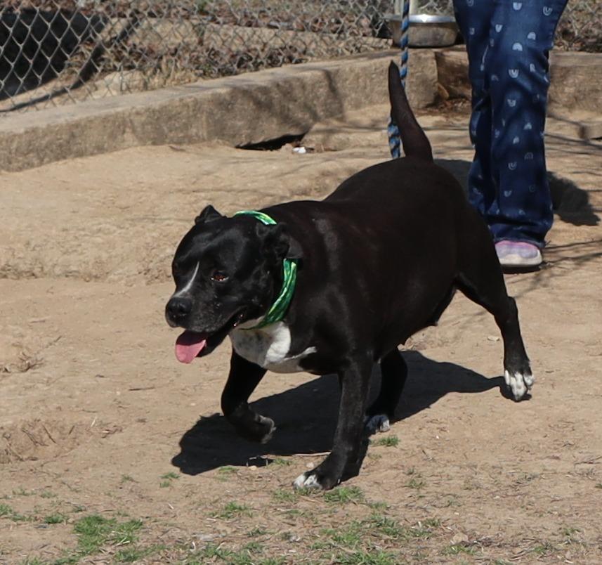 Enlarge Emily, a Adoptable Mixed Breed in Jonesboro, AR image 2/4