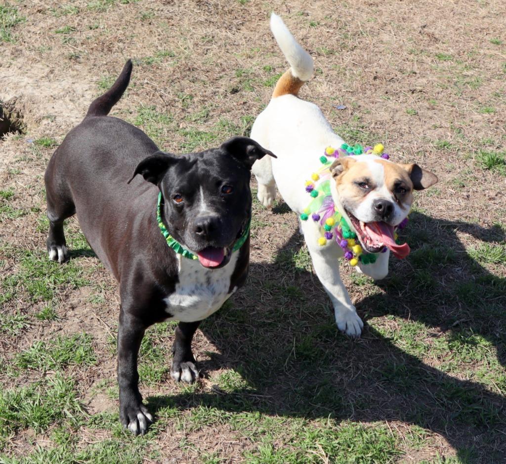 Enlarge Emily, a Adoptable Mixed Breed in Jonesboro, AR image 3/4
