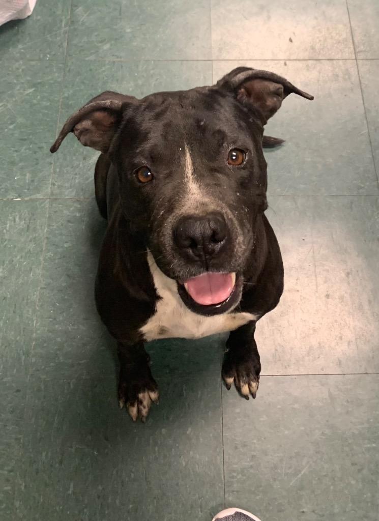 Enlarge Emily, a Adoptable Mixed Breed in Jonesboro, AR image 4/4