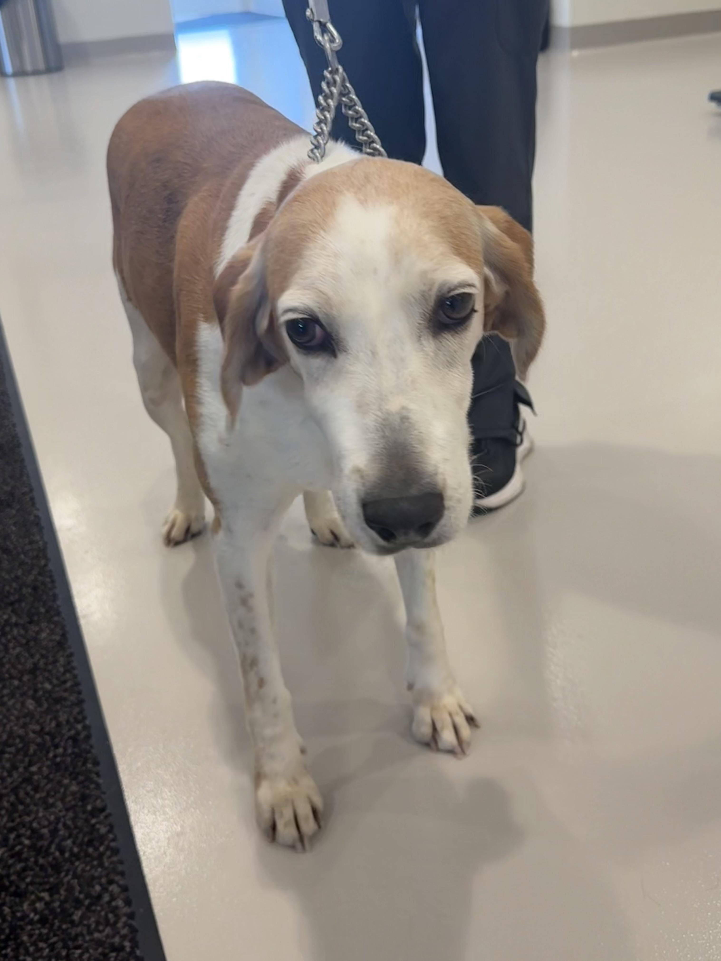 Enlarge Honey , a ADOPTABLE mixed breed in Greenfield, OH image 1/6