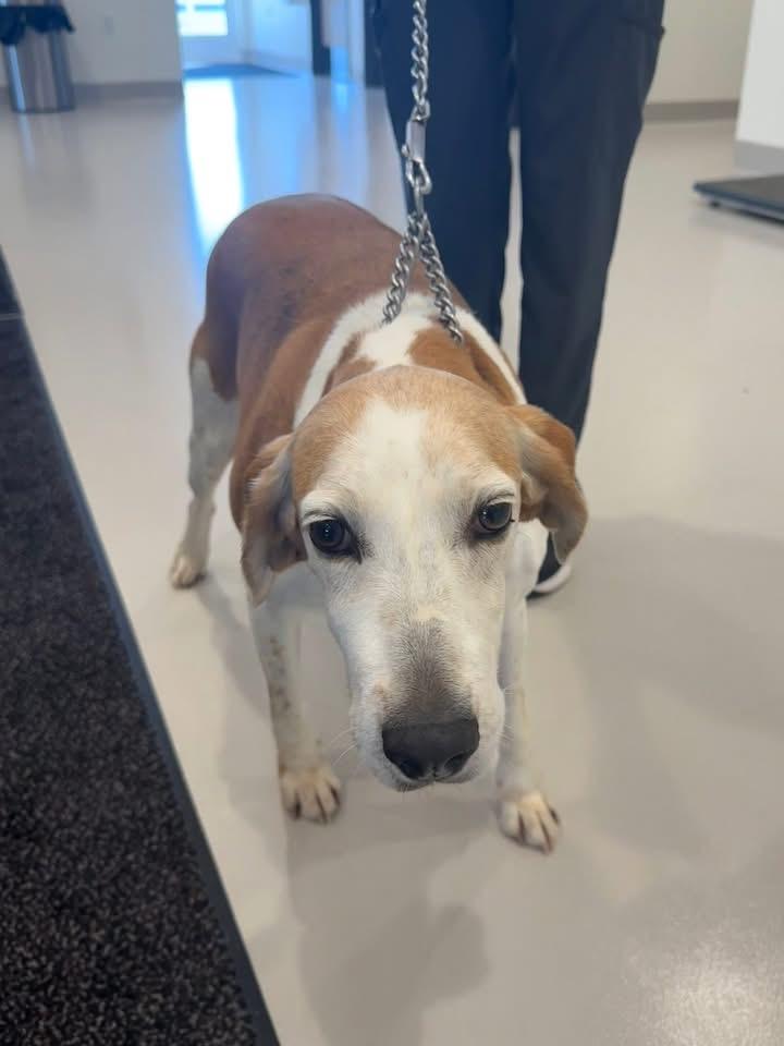 Enlarge Honey , a ADOPTABLE mixed breed in Greenfield, OH image 2/6