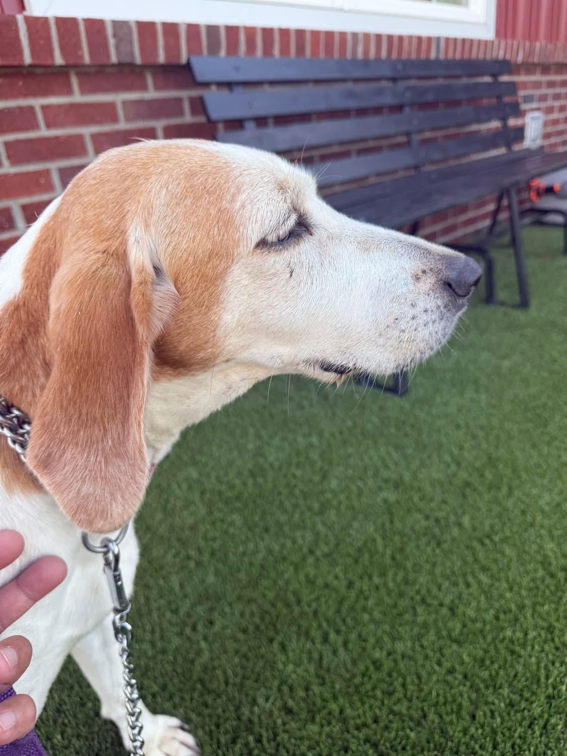 Enlarge Honey , a ADOPTABLE mixed breed in Greenfield, OH image 4/6