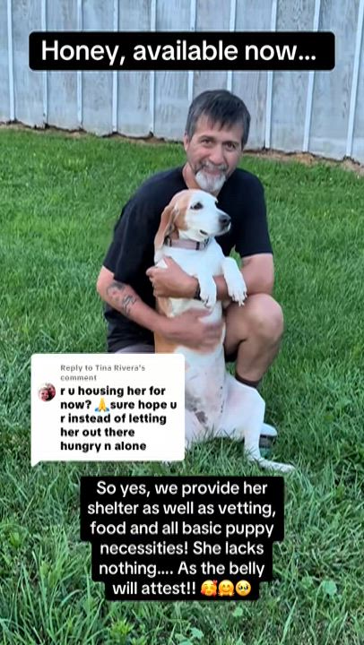 Enlarge Honey , a ADOPTABLE mixed breed in Greenfield, OH video 5/6