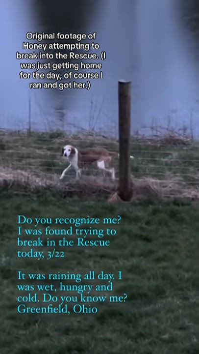 Enlarge Honey , a ADOPTABLE mixed breed in Greenfield, OH video 6/6