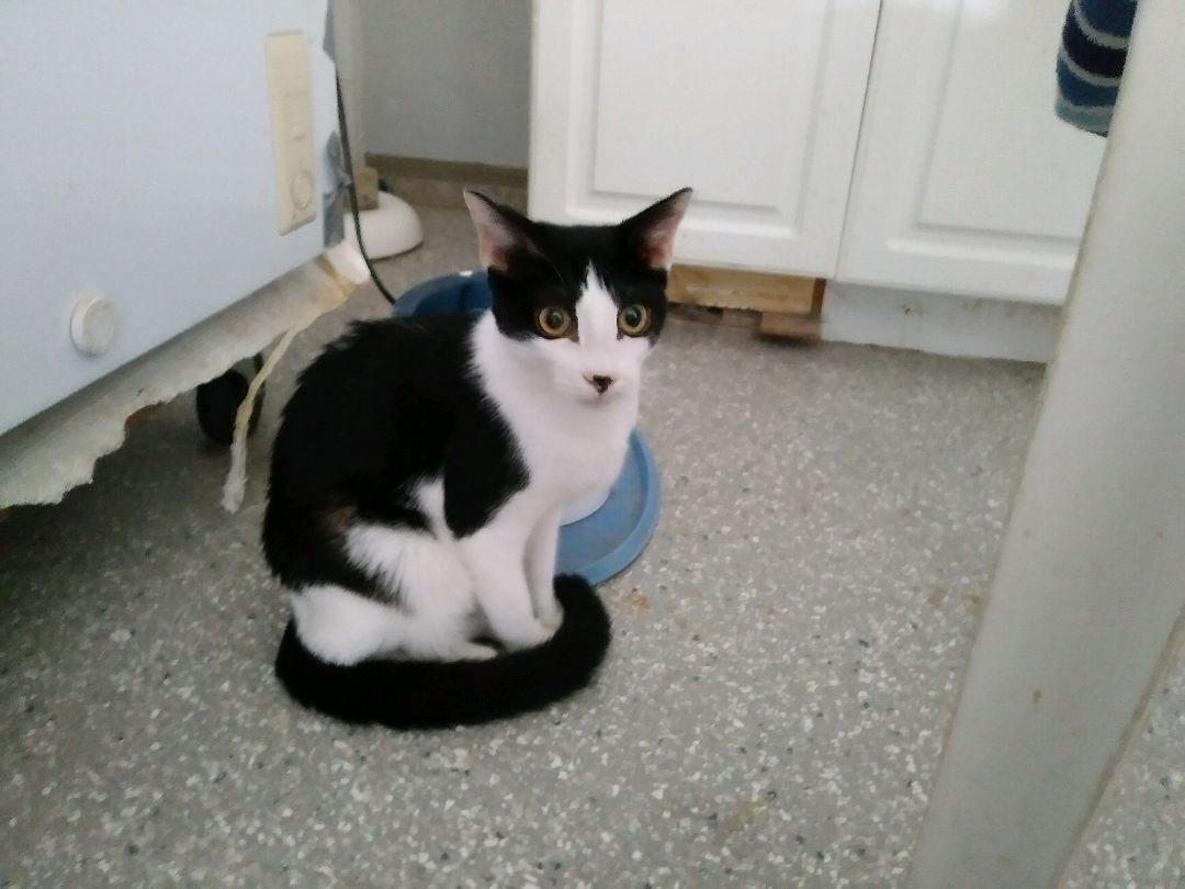 Nan, Young Female Domestic Short Hair
