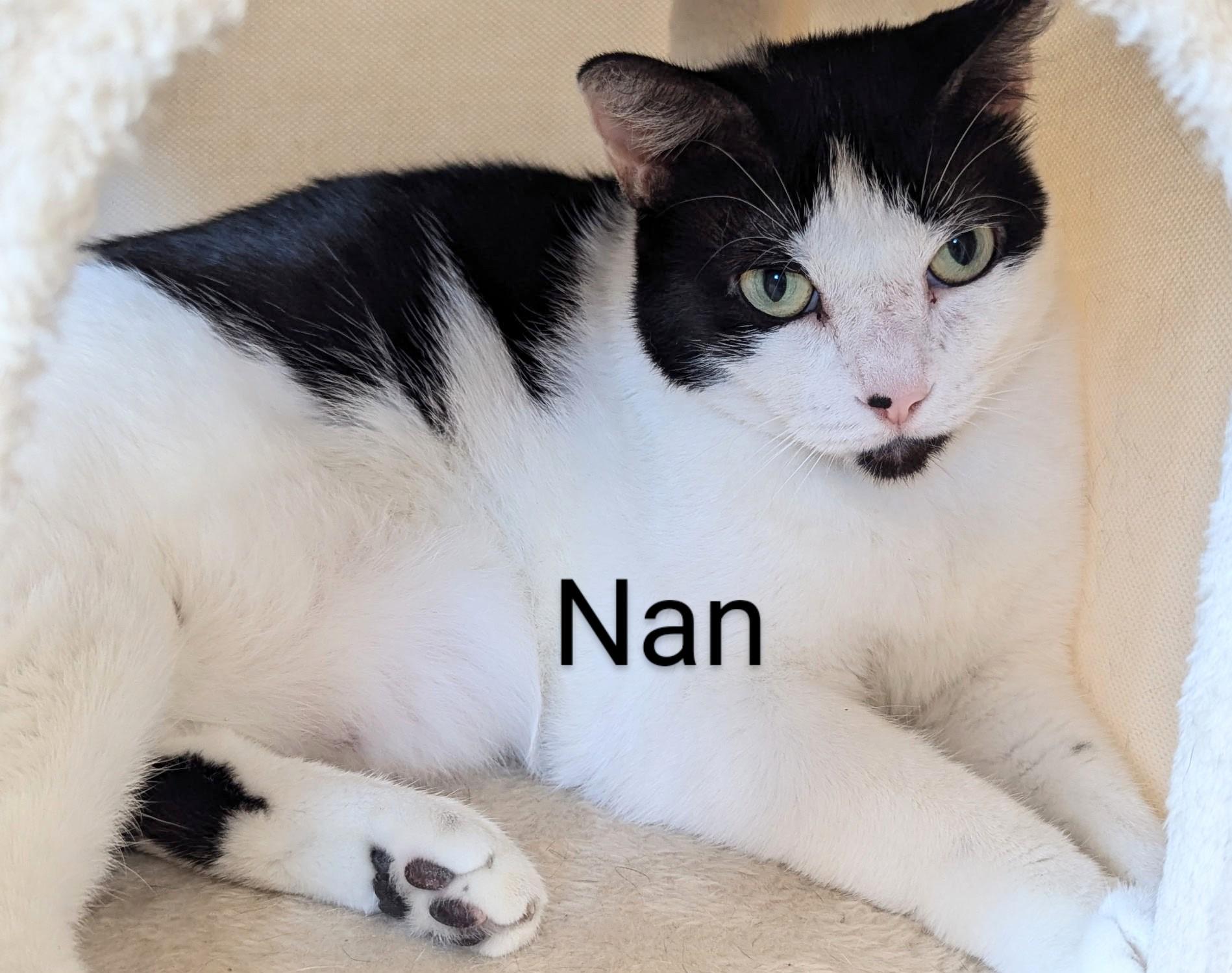 Nan, a Adoptable Domestic Short Hair in Fort Myers Beach, FL image 2/2