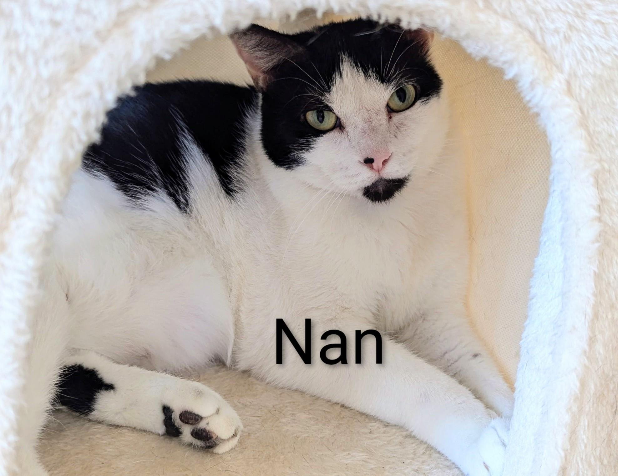 Nan, Adoptable, Young Female Domestic Short Hair.