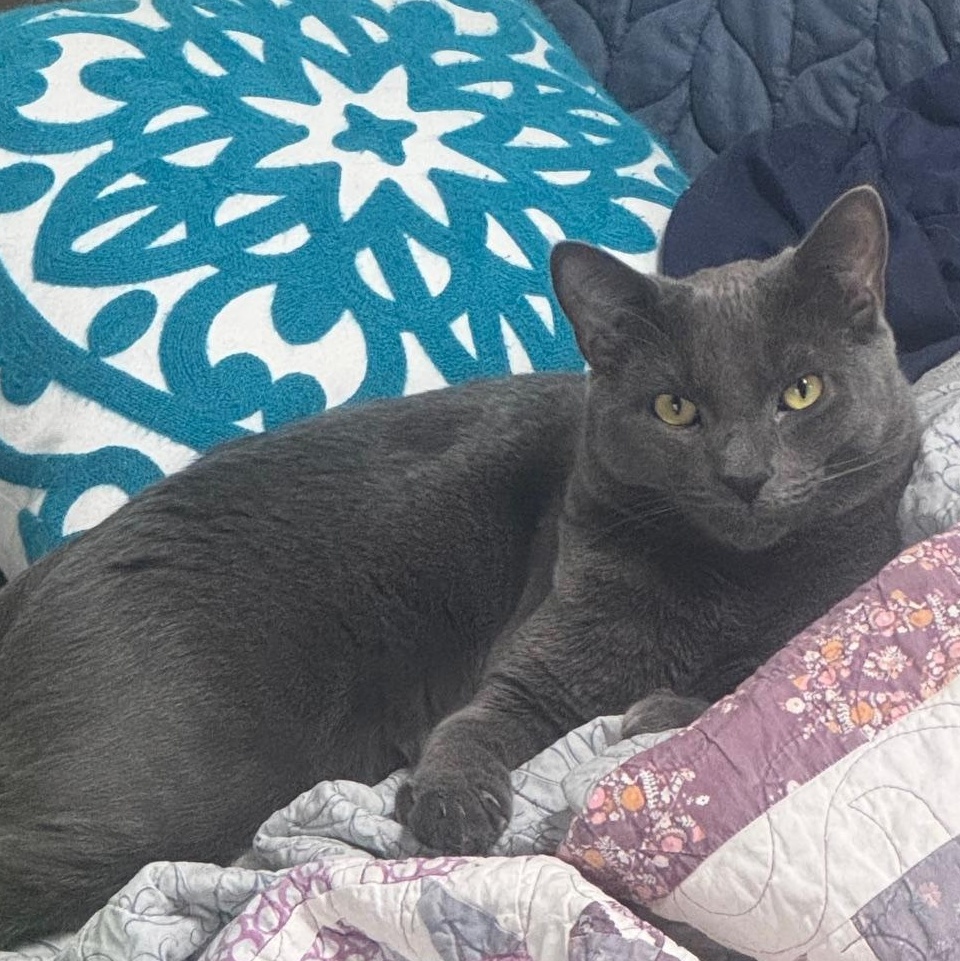 Harley, adoptable, Kitten Male Russian Blue & Domestic Short Hair.