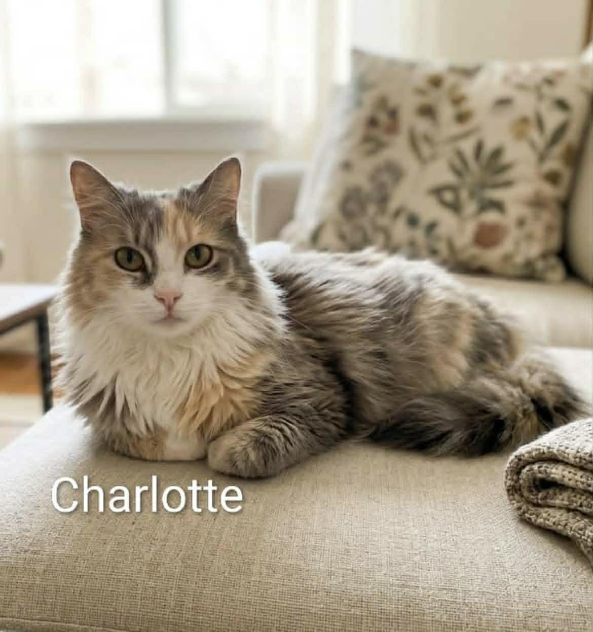 Enlarge Charlotte, an adoptable mixed breed in Livonia, MI image 1/2