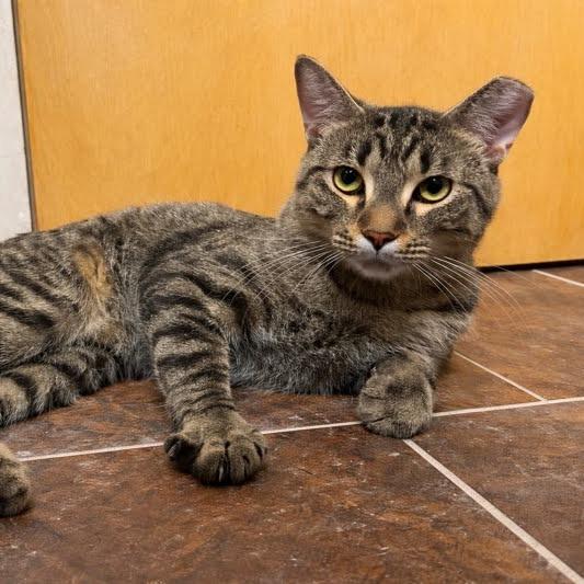 Crater, a ADOPTABLE Domestic Short Hair in Evanston, IL image 3/5