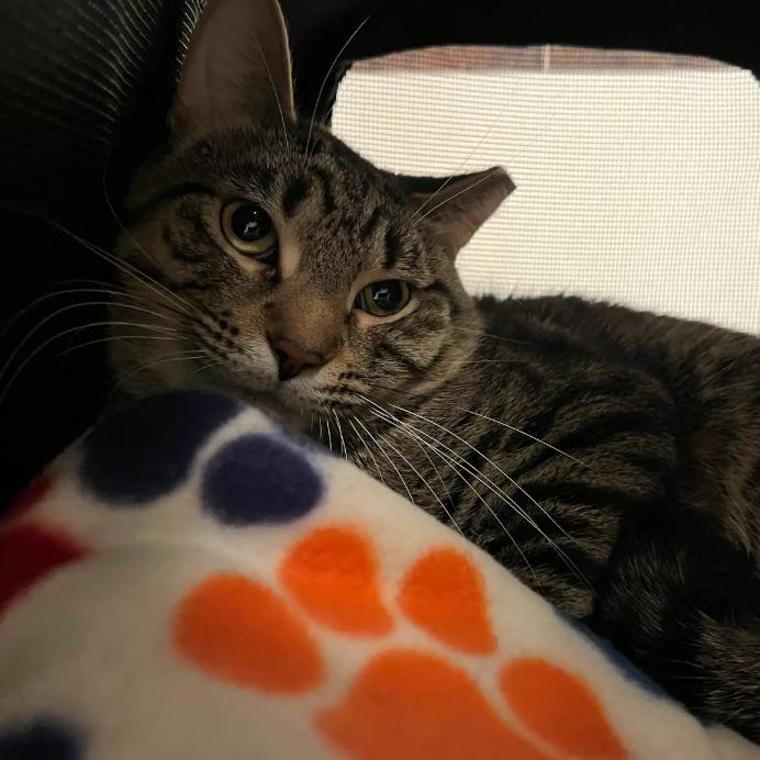 Crater, a ADOPTABLE Domestic Short Hair in Evanston, IL image 4/5