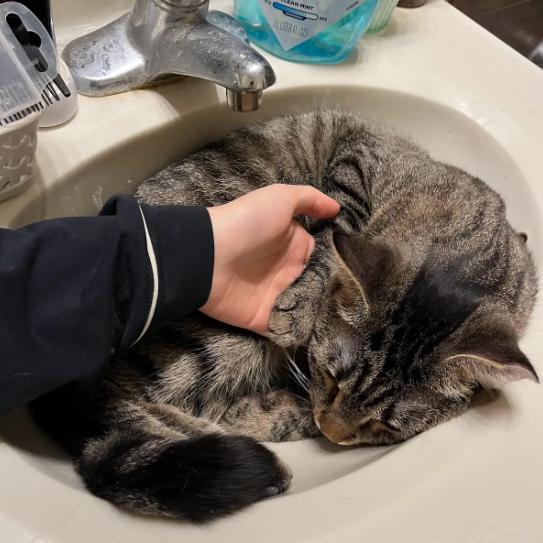Crater, a ADOPTABLE Domestic Short Hair in Evanston, IL image 5/5
