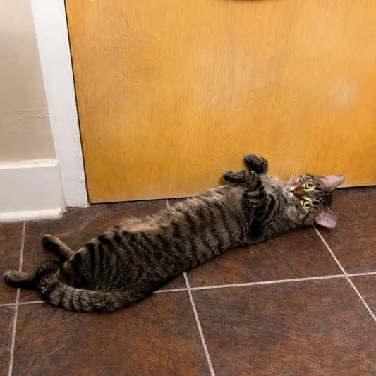 Crater, a ADOPTABLE Domestic Short Hair in Evanston, IL image 2/5