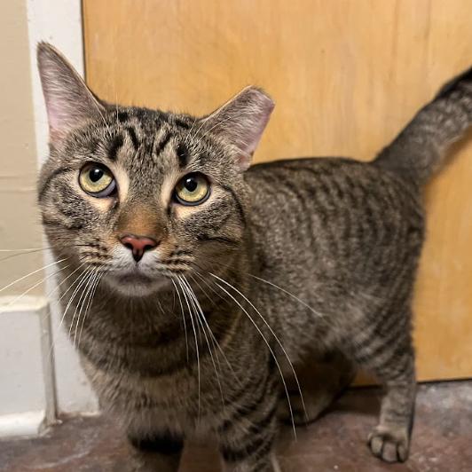 Crater, ADOPTABLE, Adult Male Domestic Short Hair.