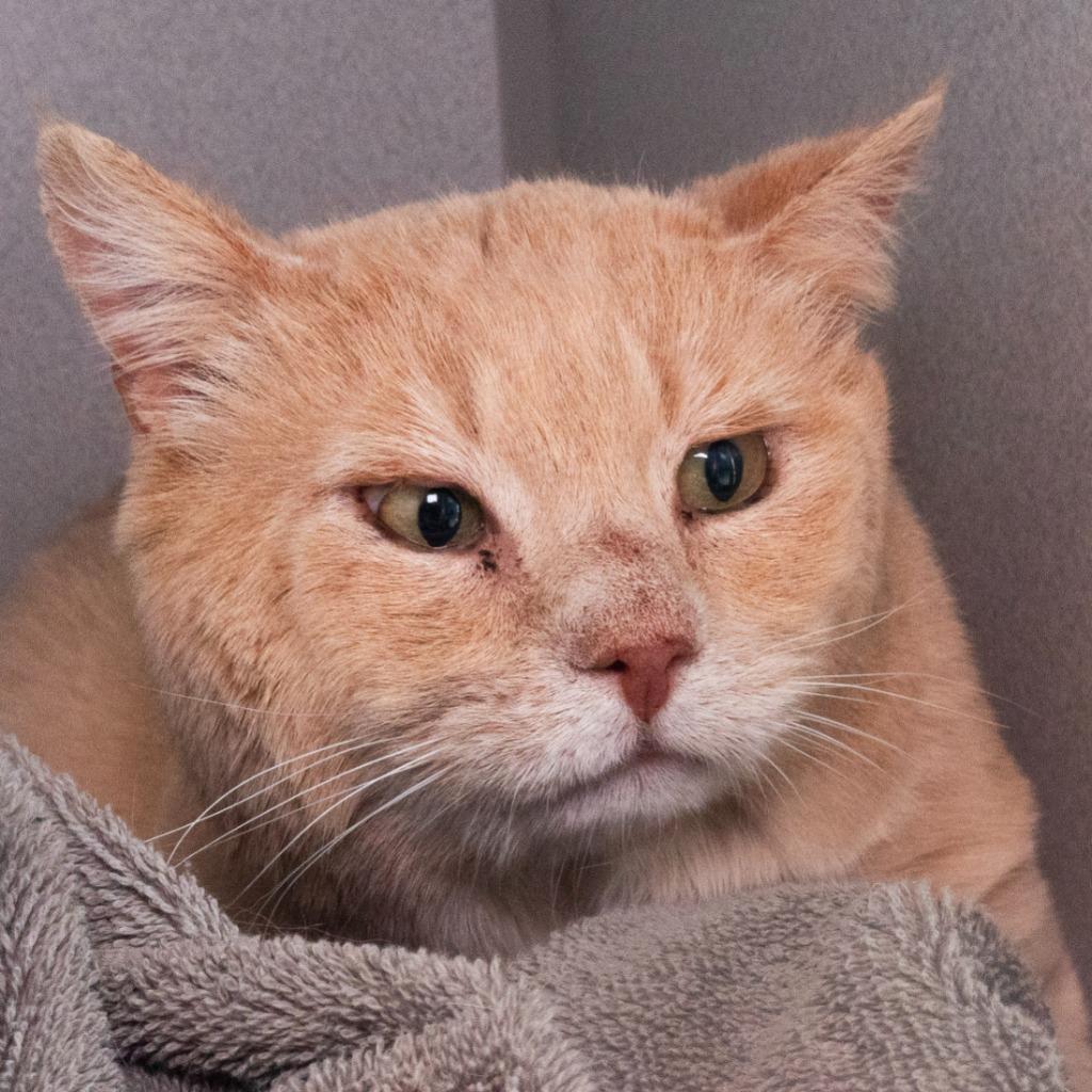 Enlarge Lizard King, a Adoptable mixed breed in Shoreline, WA image 1/5