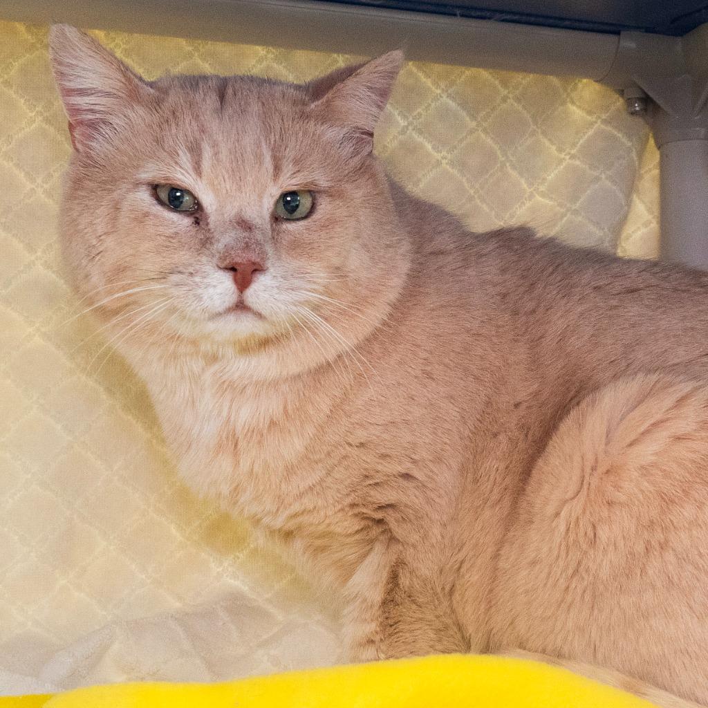 Enlarge Lizard King, a Adoptable mixed breed in Shoreline, WA image 2/5