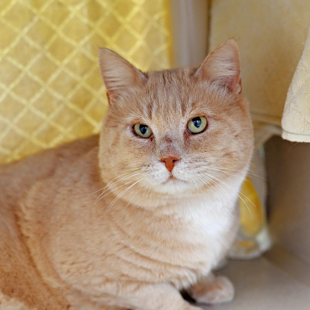 Enlarge Lizard King, a Adoptable mixed breed in Shoreline, WA image 3/5