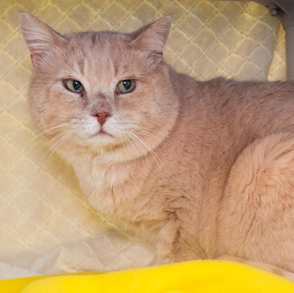 Enlarge Lizard King, a Adoptable mixed breed in Shoreline, WA image 4/5