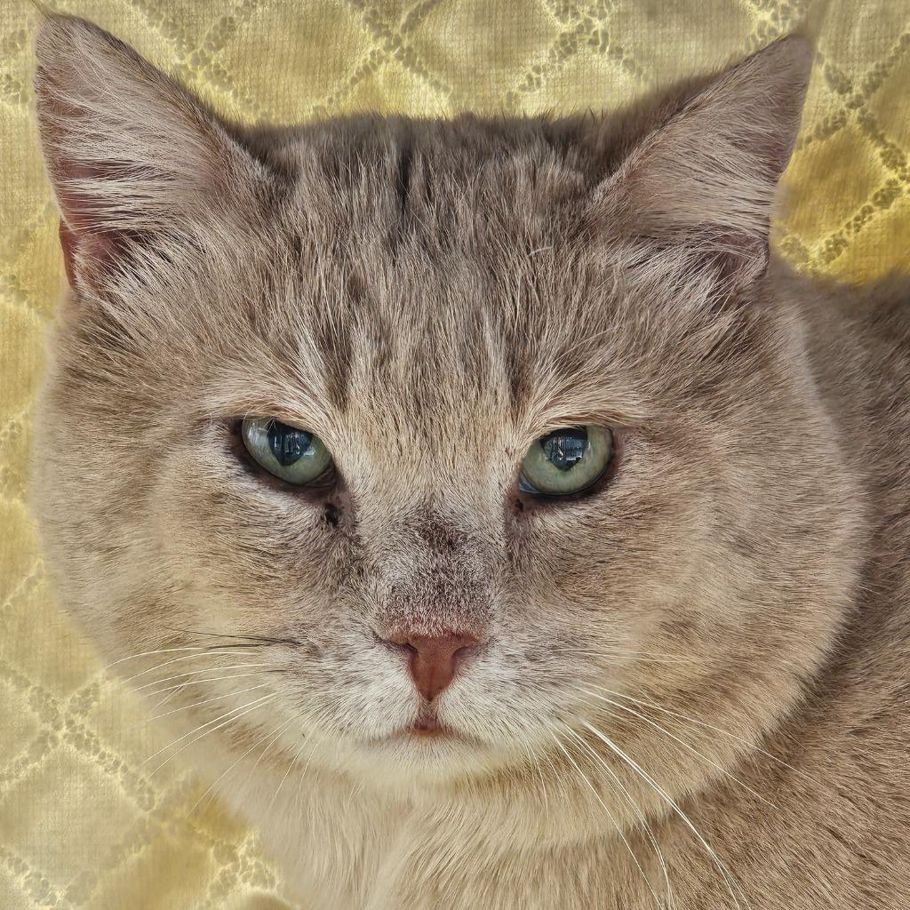 Enlarge Lizard King, a Adoptable mixed breed in Shoreline, WA image 5/5