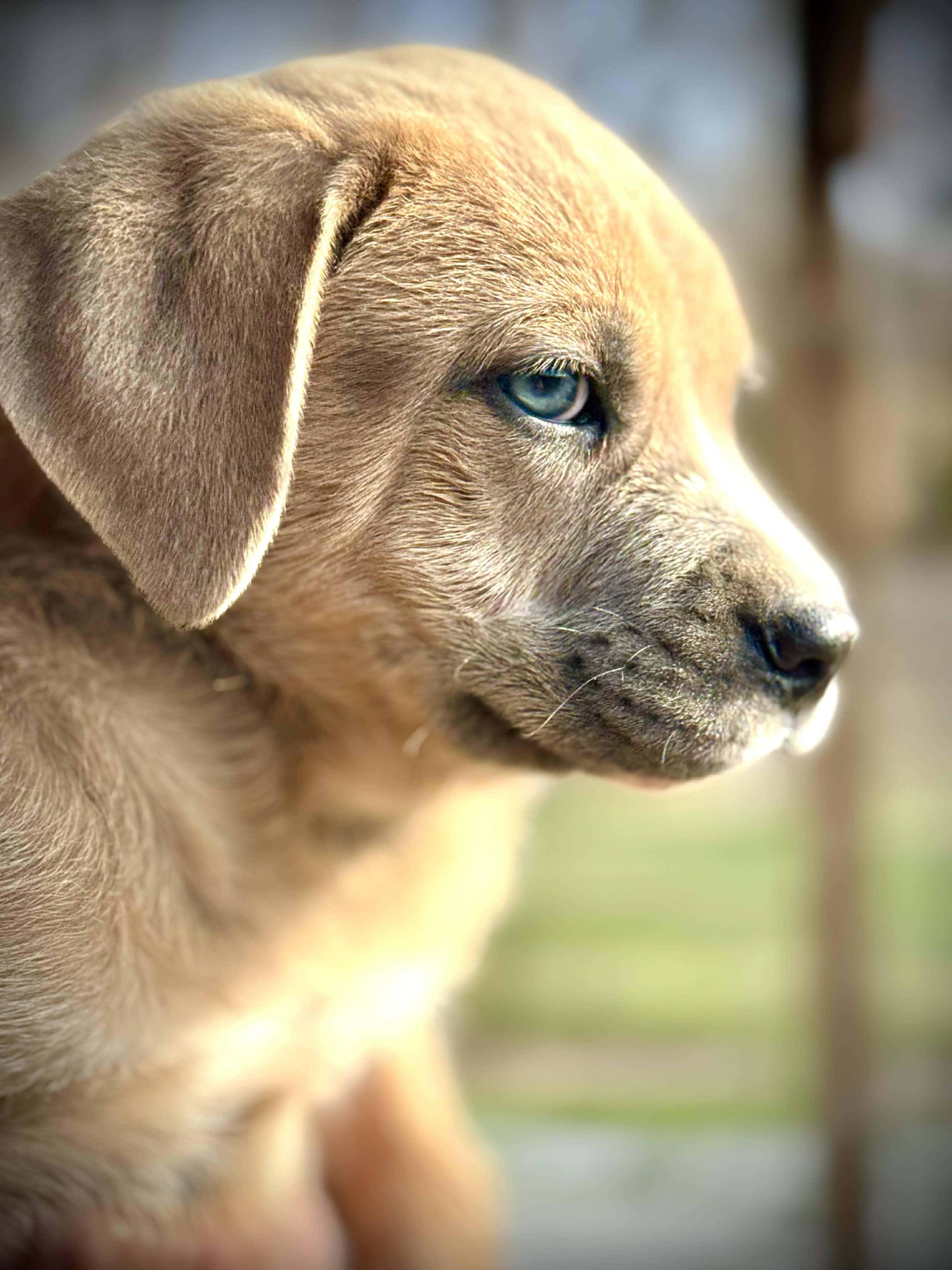 Enlarge Dash, an adopted Mixed Breed in Northwood, NH image 2/4