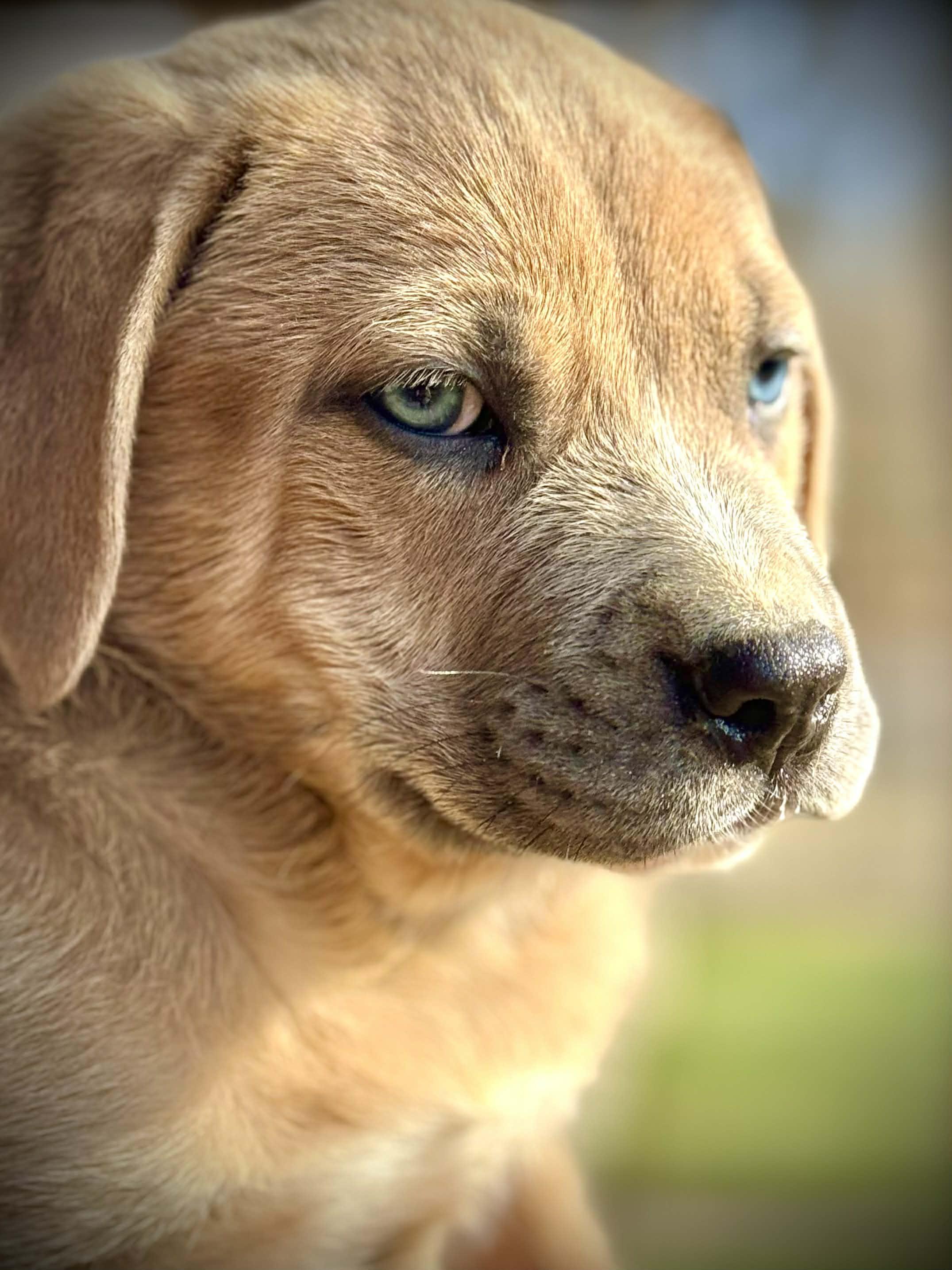 Enlarge Dash, an adopted Mixed Breed in Northwood, NH image 4/4