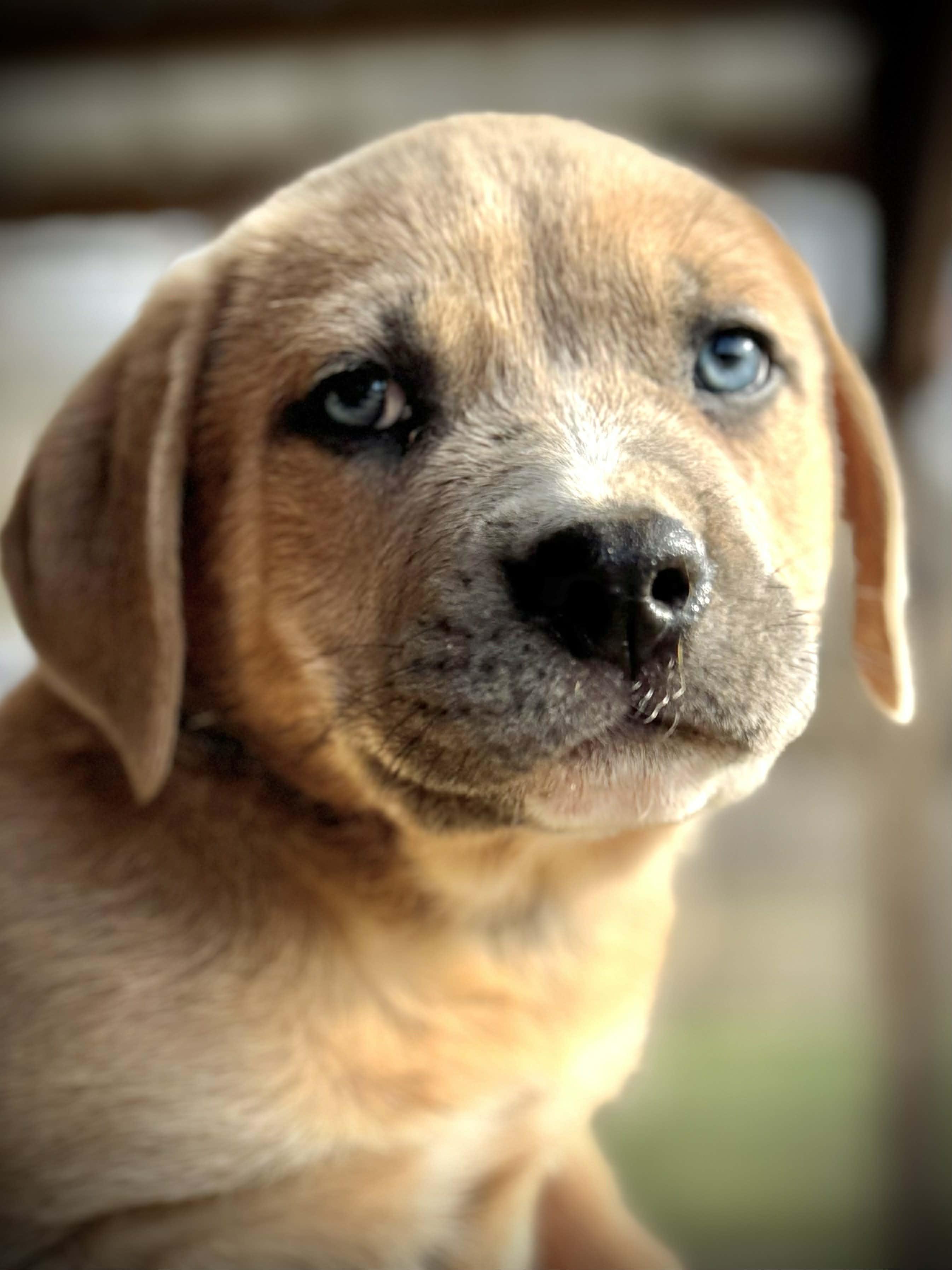 Enlarge Dash, an adopted Mixed Breed in Northwood, NH image 3/4