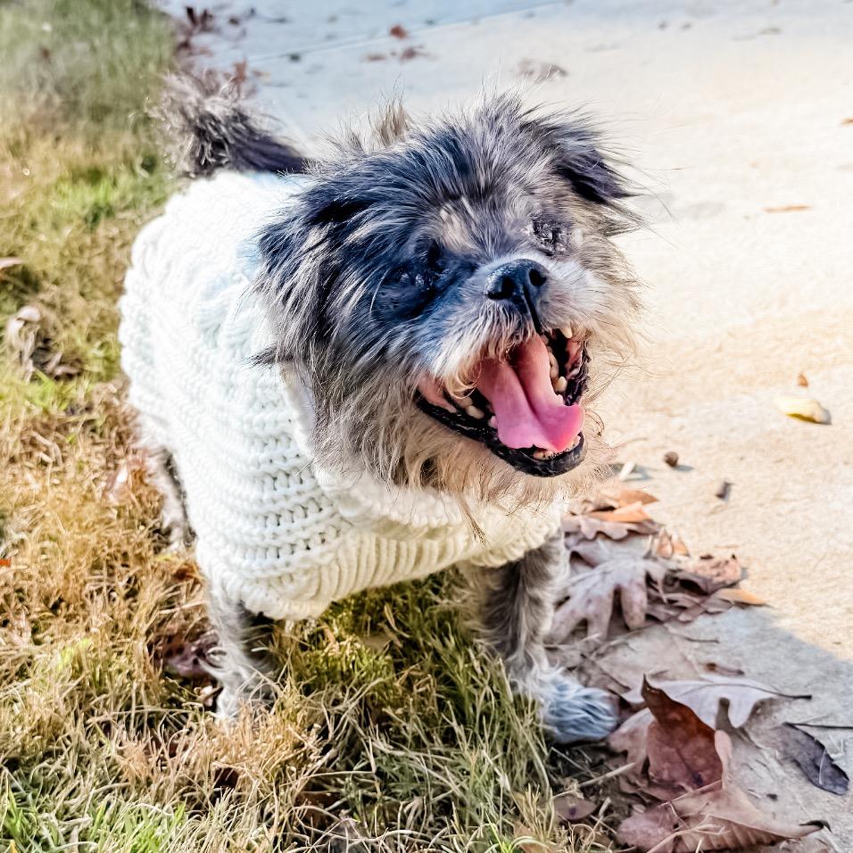 Rascal, Adoptable, Senior Male Shih Tzu.