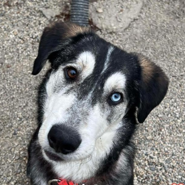 Jerry, Adoptable, Young Male Shepherd & Husky.