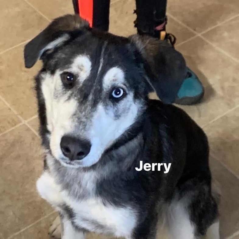 Enlarge Jerry, a Adoptable mixed breed in Marseilles, IL image 1/1