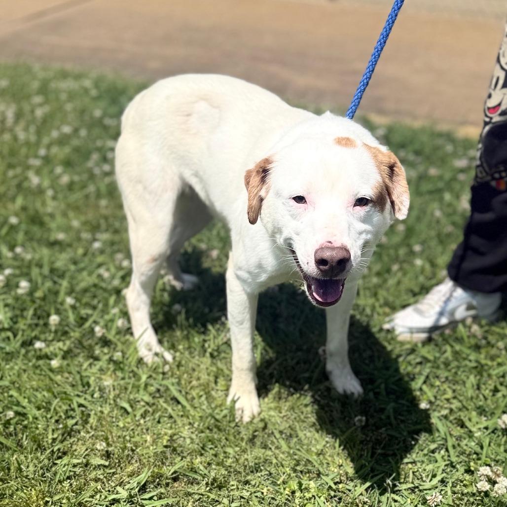 Enlarge Lenny, a Adoptable Mixed Breed in Corinth, MS image 1/2