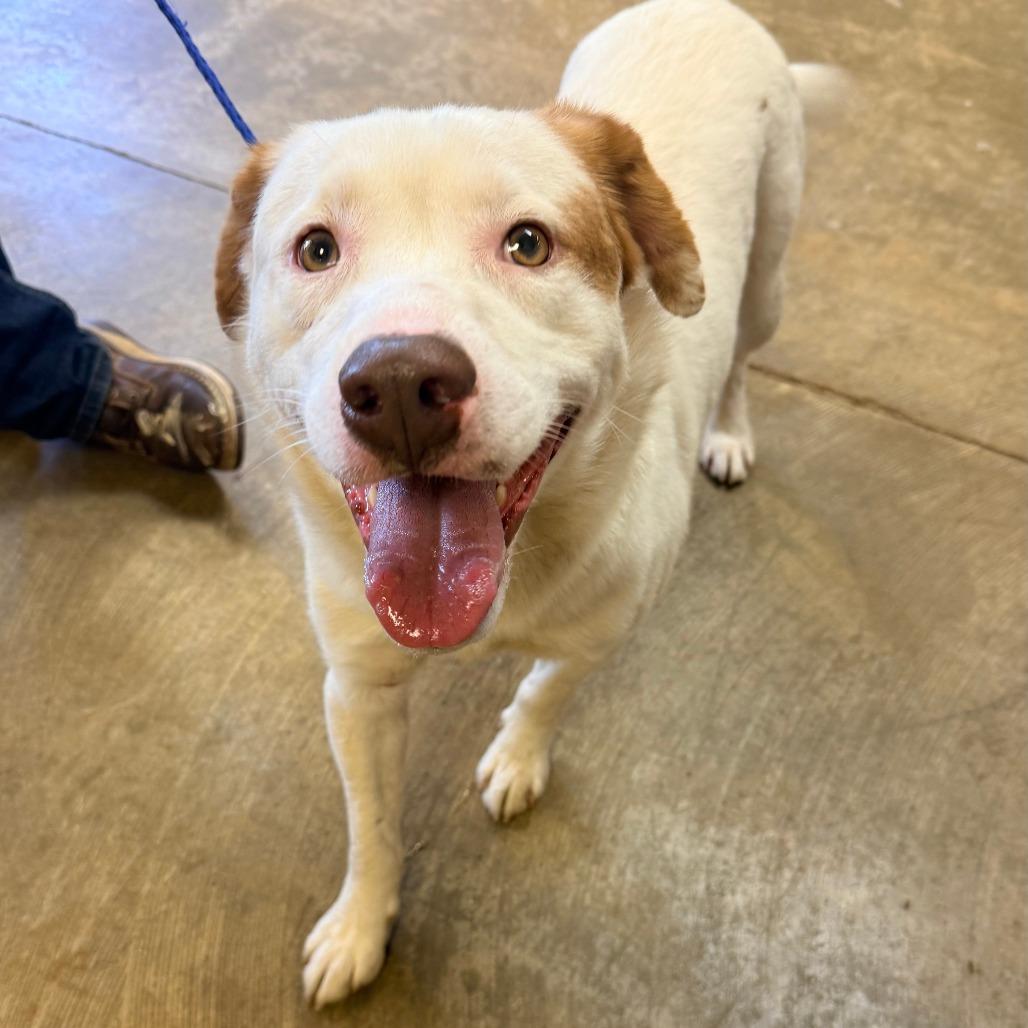 Enlarge Lenny, a Adoptable Mixed Breed in Corinth, MS image 2/2