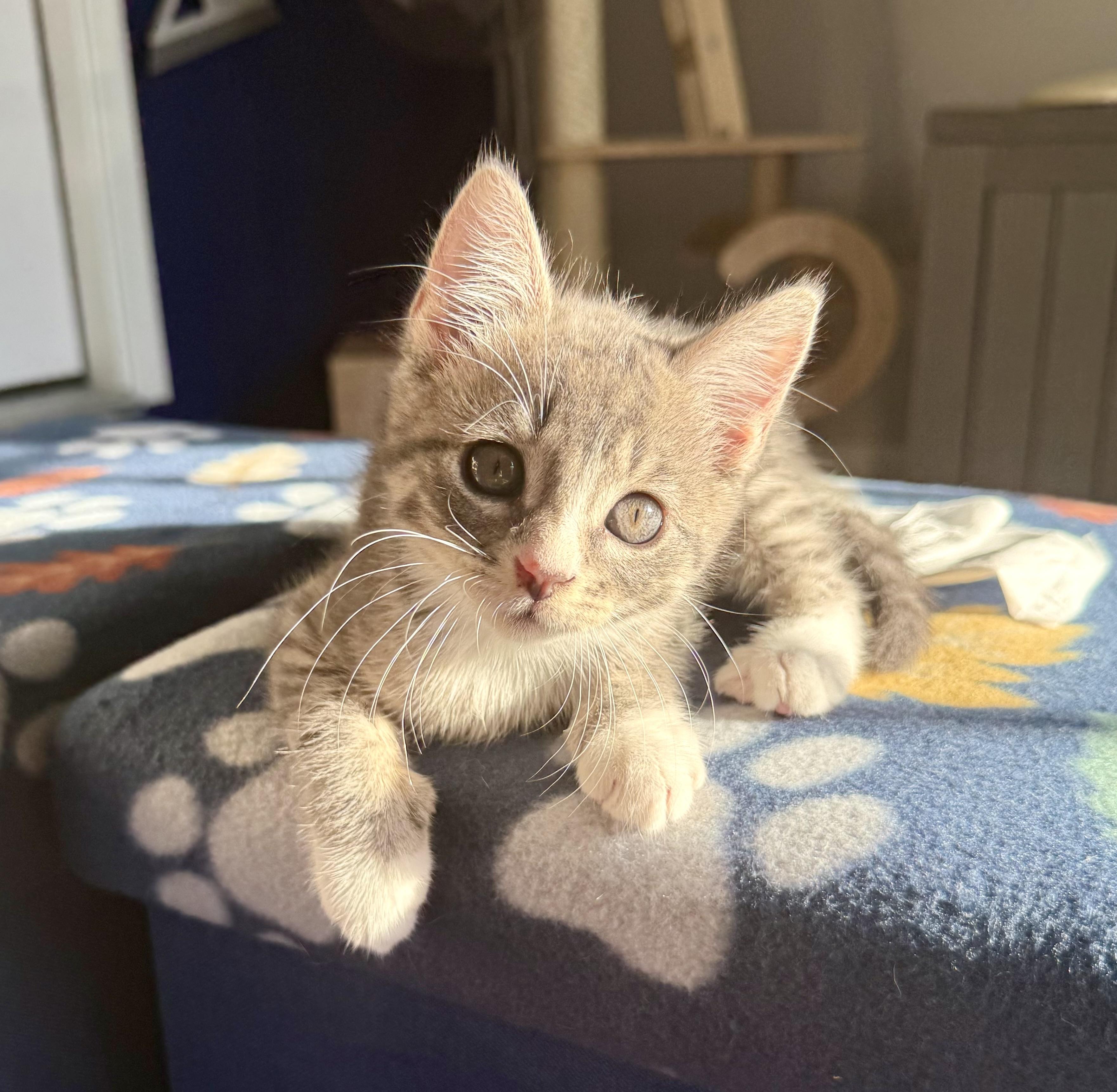 Enlarge Nemo, a Adopted mixed breed in Turnersville, NJ image 5/6