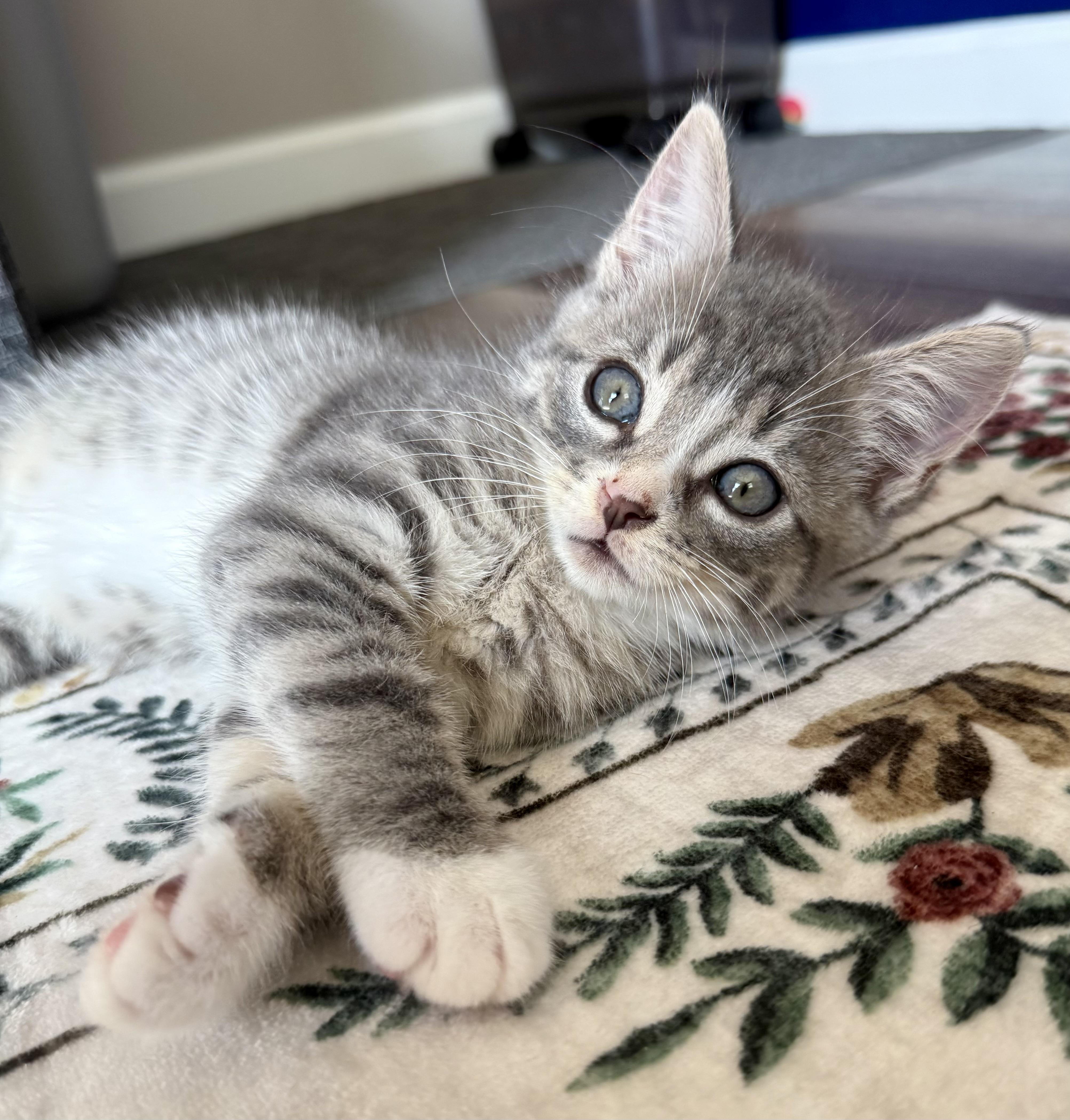 Enlarge Nemo, a Adopted mixed breed in Turnersville, NJ image 2/6