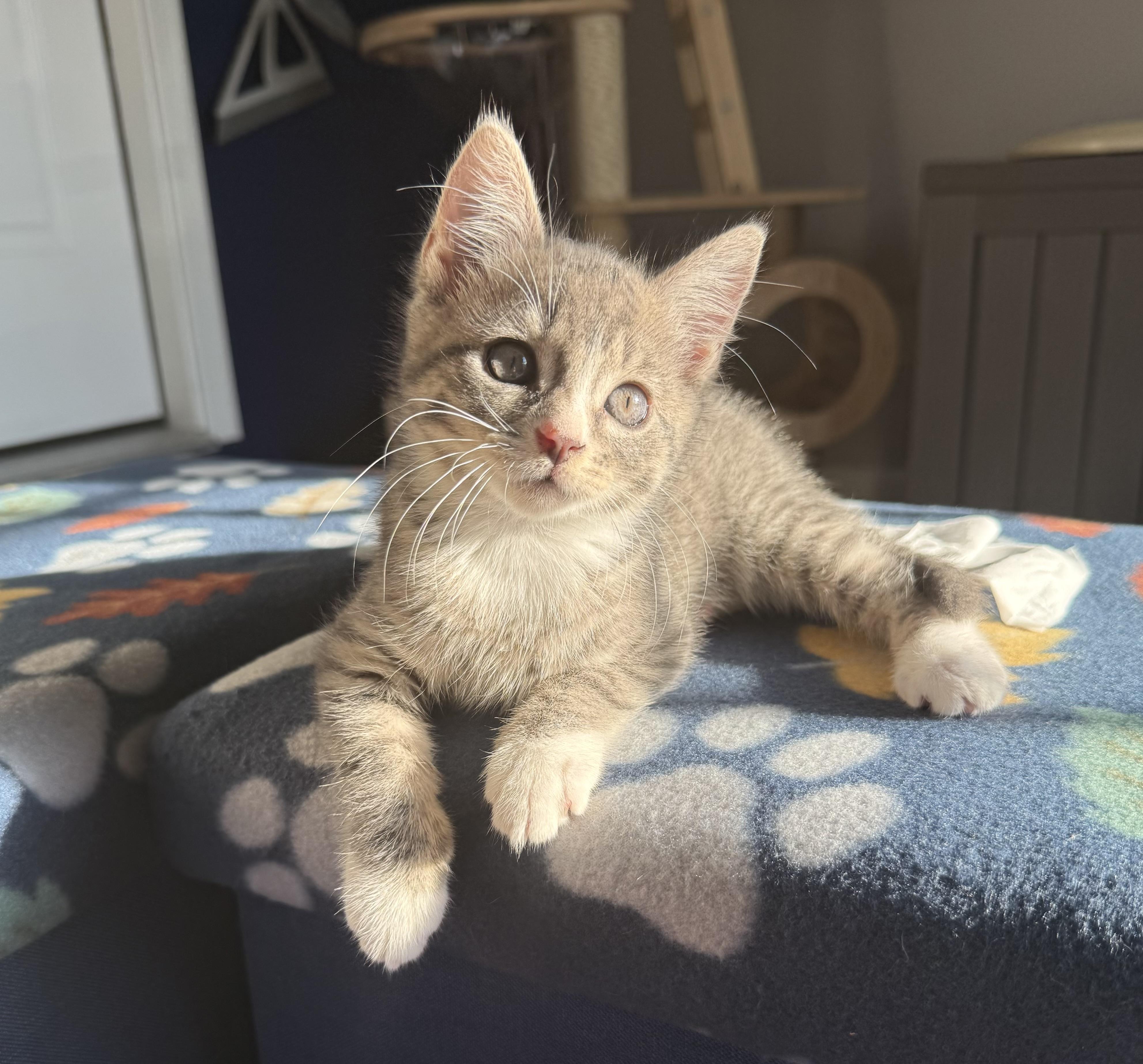 Enlarge Nemo, a Adopted mixed breed in Turnersville, NJ image 1/6