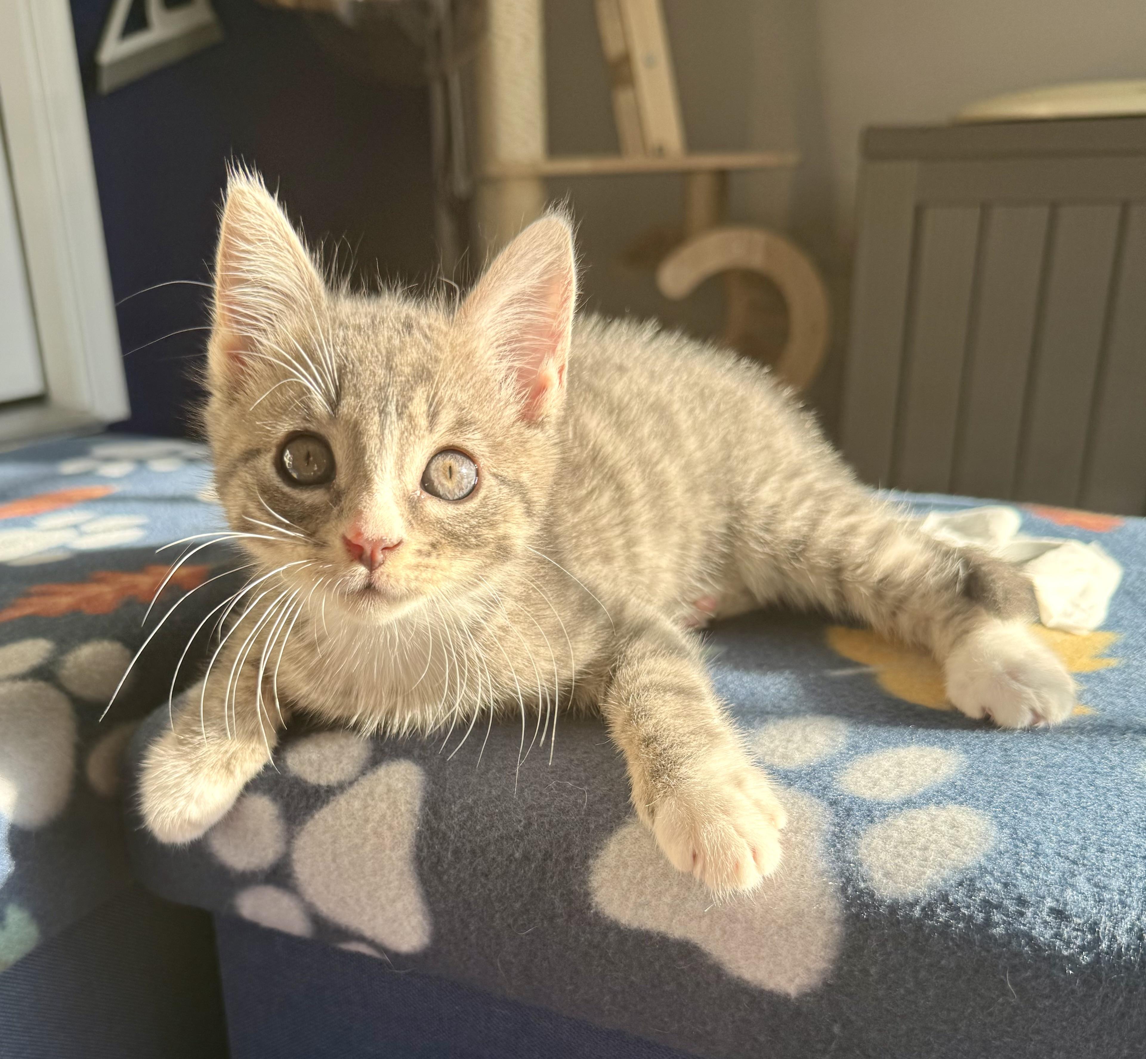 Enlarge Nemo, a Adopted mixed breed in Turnersville, NJ image 6/6