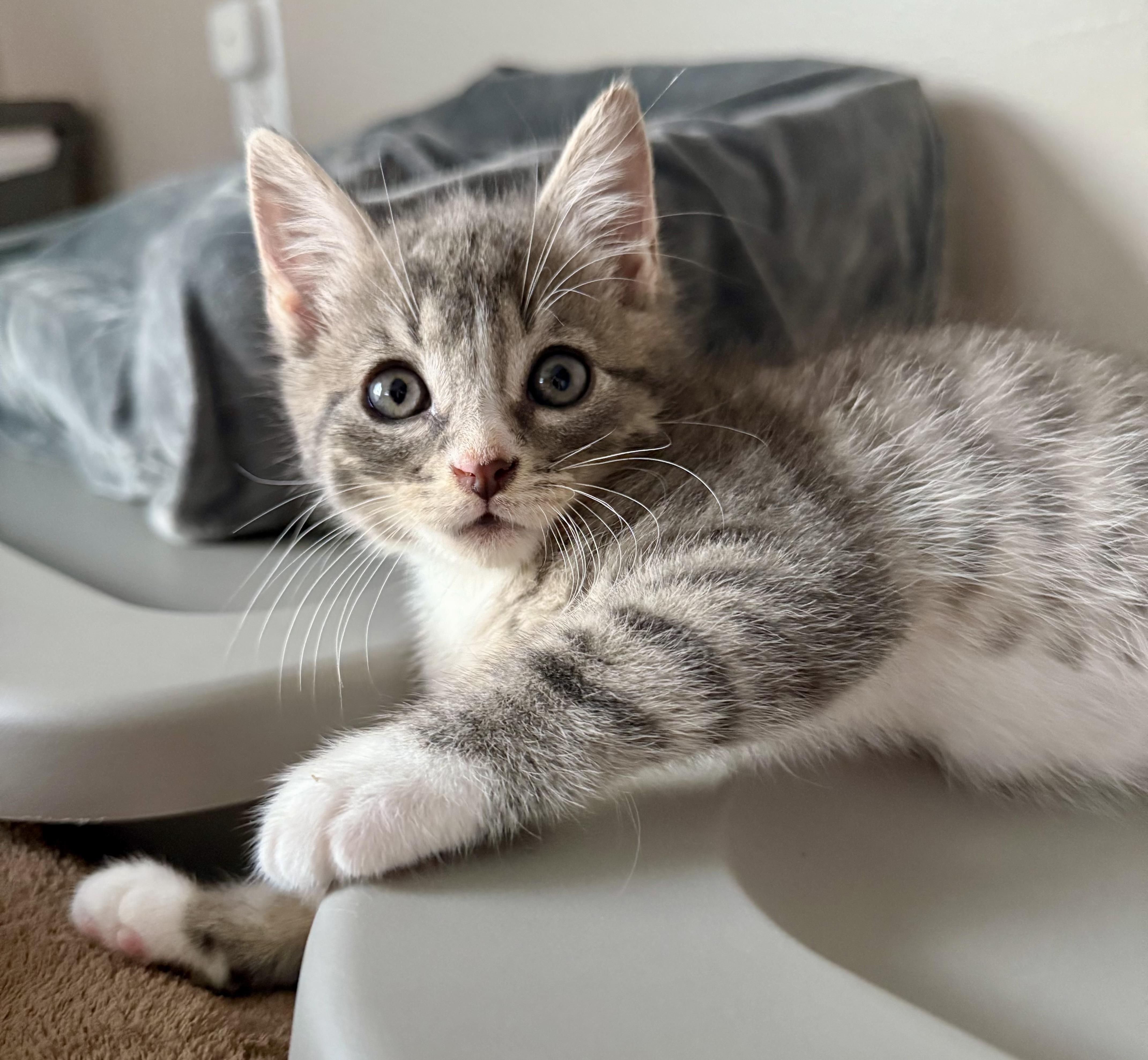 Enlarge Nemo, a Adopted mixed breed in Turnersville, NJ image 3/6